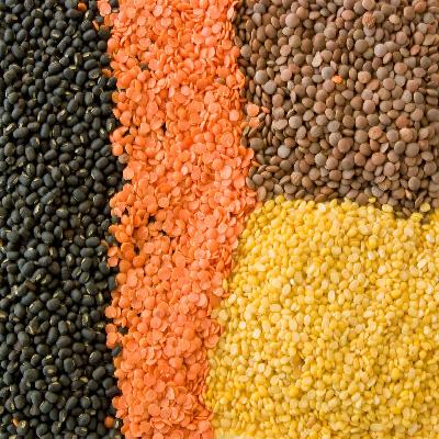 Lentil Seeds