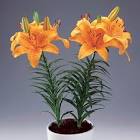 Lilium Plant