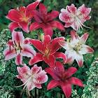 Lily Flower
