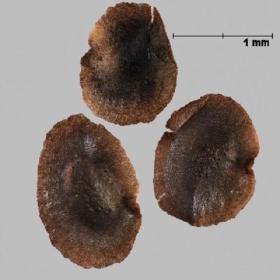 Linaria Seeds 