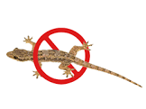 Lizard Control Service