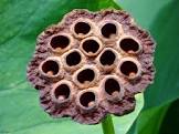 Lotus Pod