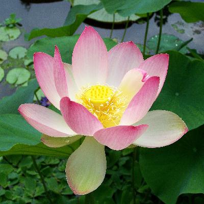 Lotus Plant