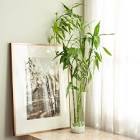 Lucky Bamboo Plant