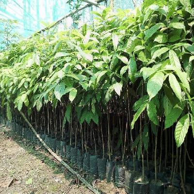 Mahogany Plants