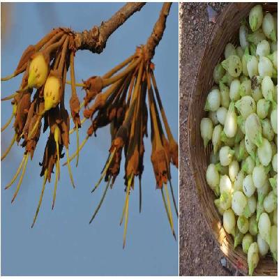 Mahua Flower