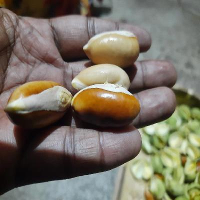 Mahua Seeds