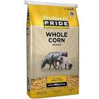 Maize Cattle Feed