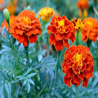 Marigold Plant