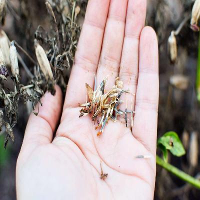 Marigold Seeds