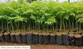 Melia Dubia Plants