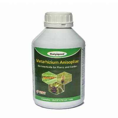 Metarhizium Anisopliae