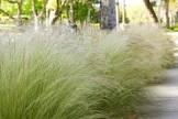 Mexican Grass