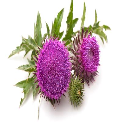 Milk Thistle Extract