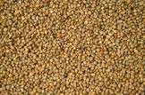 Millet Seed