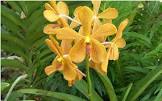 Mokara Orchids