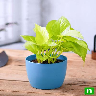 Money Plant