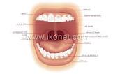 Mouth Organ