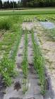 Mulching Paper
