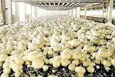 Mushroom Farming Services