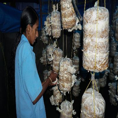 Mushroom Cultivation Training