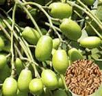 Neem Seed