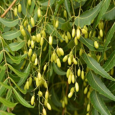 Neem Tree