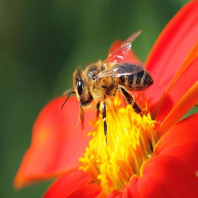 Neonicotinoid Insecticide
