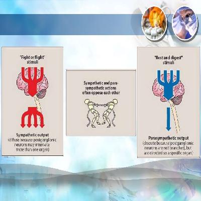 Nervous System And Antipsychotic API