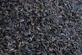 Niger Seeds