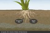 Nitrogen Plants