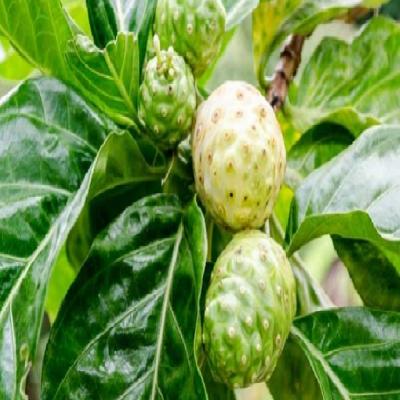 Noni Fruit Extract