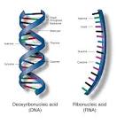 Nucleic Acids