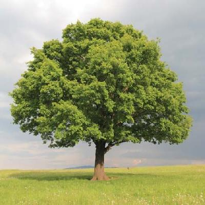 Oak Trees