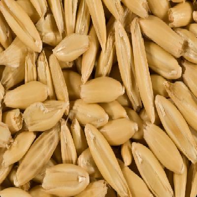 Oat Seeds
