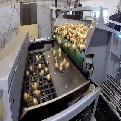 Onion Grading Machine 