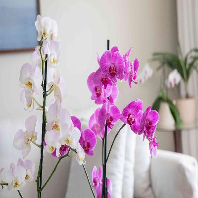 Orchid Flower