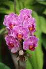 Orchids