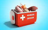 Organ Transplantation