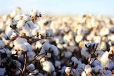 Organic Cotton