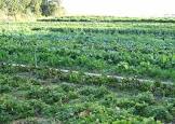 Organic Farming