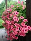 Ornamental Flowers