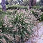 Ornamental Grasses