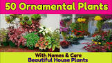 Ornamental Plants