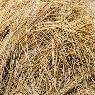 Paddy Straws