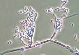 Paecilomyces Lilacinus