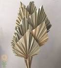 Palm Spear