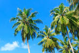 Palm Trees