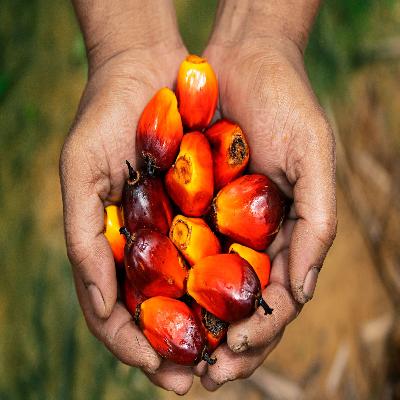 Palm Oil