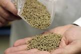 Pellet Feed
